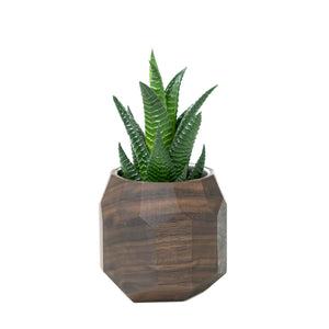 Geometrische Planter Walnoot